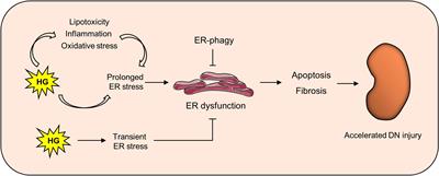 Endoplasmic reticulum homeostasis: a potential target for diabetic nephropathy